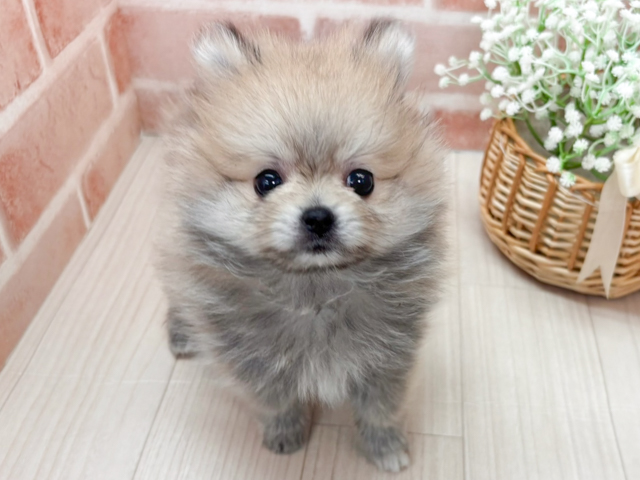 埼玉県のポメラニアン (ペッツファースト川越店/2026年1月29日生まれ/女の子/ウルフセーブル)の子犬の1枚目の画像