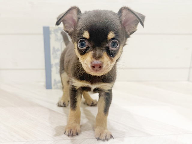 ミニチュアピンシャーミックス