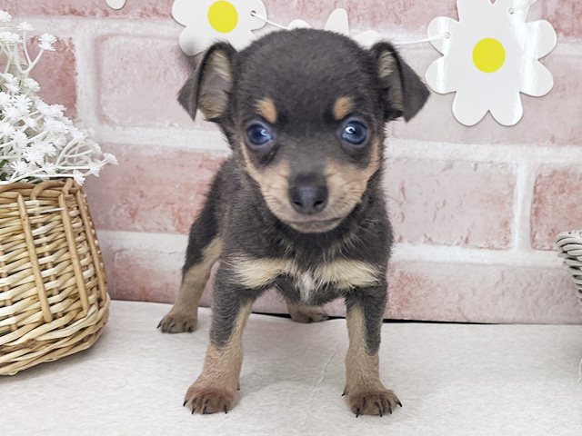 東京都のチワピン(チワワ×ミニチュアピンシャー) (ペッツファーストお台場店/2026年1月28日生まれ/男の子/ブルータン)の子犬