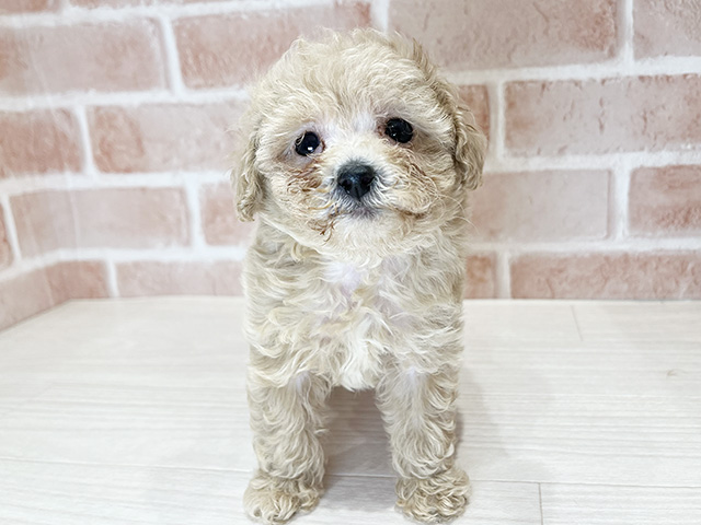 東京都のトイプードル(タイニー) (ペッツファースト荻窪店/2026年1月21日生まれ/男の子/アプリコット)の子犬の1枚目の画像