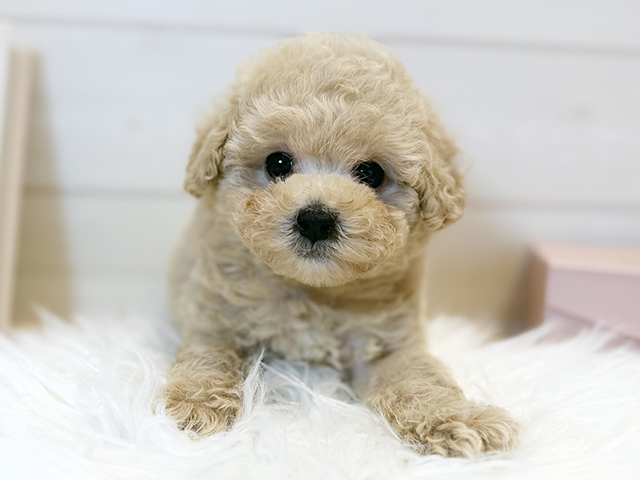 東京都のトイプードル(タイニー) (ペッツファースト麻布十番店/2026年1月21日生まれ/女の子/アプリコット)の子犬の1枚目の画像