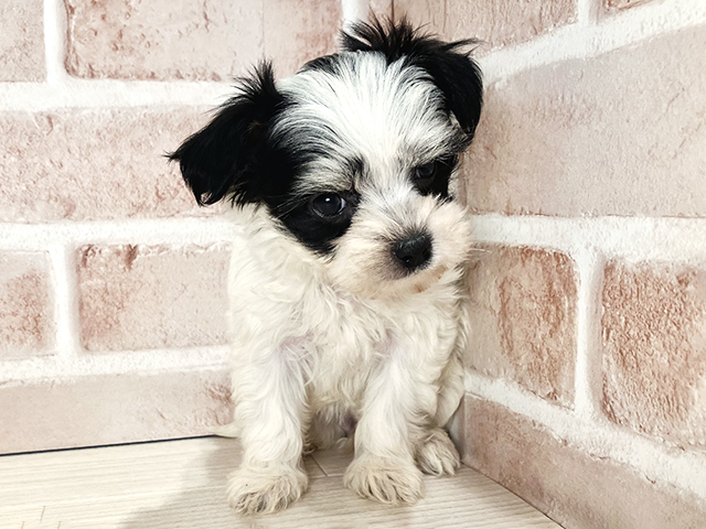 チワマル, 性別 女の子, 誕生日 2026/01/29, 毛色 ホワイトブラックタン, 出身 大分県, 店舗 流山おおたかの森店(千葉県), お問い合わせ番号 2536467