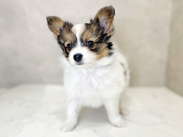 東京都のパピヨン (ペッツファーストららぽーと立川立飛店/2026年1月29日生まれ/男の子/ホワイトブラウン)の子犬の1枚目の画像