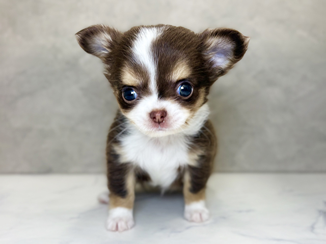 埼玉県のチワワ(ロング) (ペッツファーストPETEMOレイクタウンmori店/2026年1月26日生まれ/女の子/チョコレートタンホワイト)の子犬の1枚目の画像