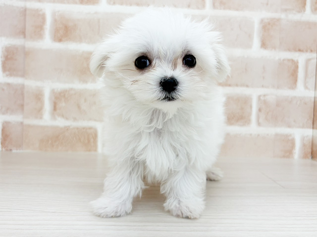 マルチーズ, 性別 男の子, 誕生日 2026/01/26, 毛色 ホワイト, 出身 愛知県, 店舗 さいたま新都心店(埼玉県), お問い合わせ番号 2555613