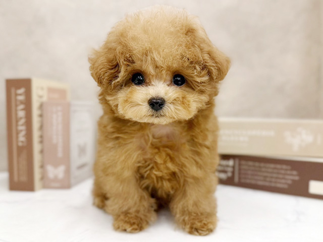 奈良県のトイプードル(ティーカップ) (ペッツファースト橿原店/2026年1月11日生まれ/男の子/アプリコット)の子犬の1枚目の画像