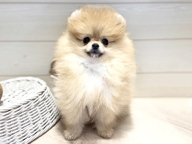 群馬県のポメラニアン (ペッツファースト高崎店/2026年1月24日生まれ/男の子/オレンジ)の子犬の1枚目の画像