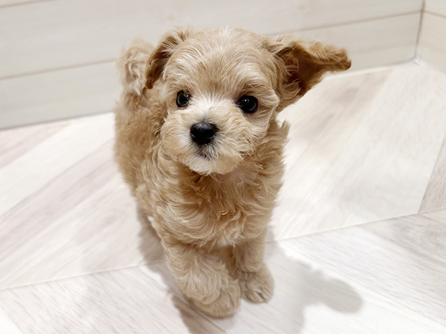 東京都のマルプー(マルチーズ×プードル) (ペッツファースト豊洲店/2026年1月29日生まれ/女の子/アプリコット)の子犬の1枚目の画像