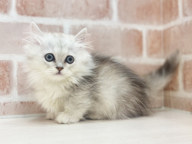 大阪府のミヌエット (ペッツファースト北心斎橋店/2026年1月28日生まれ/女の子/チンチラシルバー)の子猫