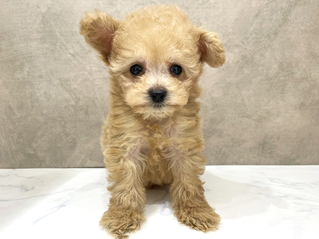 トイプードル