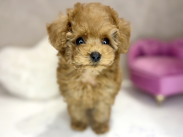 トイプードル