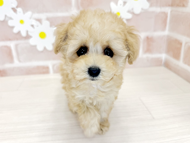 鹿児島県のトイプードル(ティーカップ) (ペッツファースト鹿児島店/2026年1月29日生まれ/女の子/アプリコット)の子犬の1枚目の画像