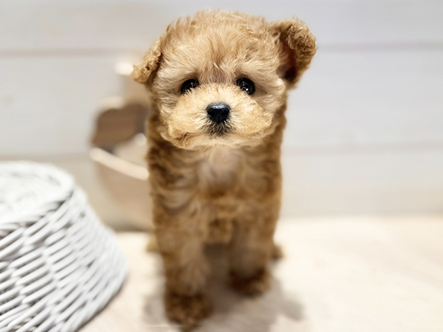 群馬県のトイプードル(ティーカップ) (ペッツファースト高崎店/2026年1月29日生まれ/男の子/アプリコット)の子犬の1枚目の画像
