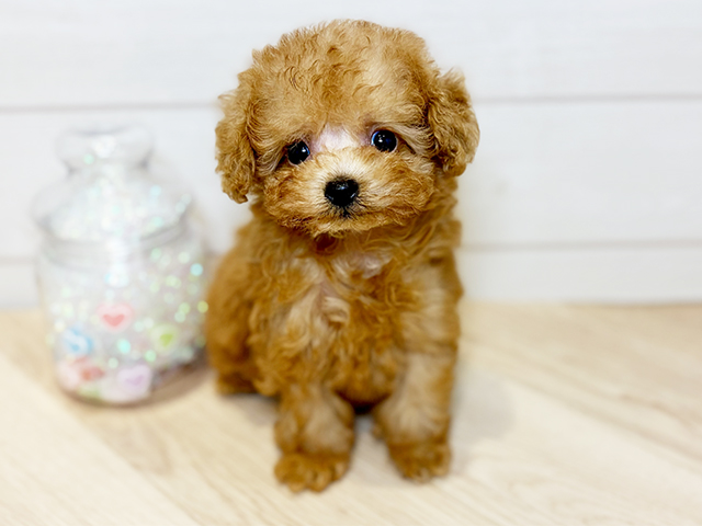 神奈川県のトイプードル(ティーカップ) (ペッツファースト川崎店/2026年1月29日生まれ/女の子/アプリコット)の子犬の1枚目の画像