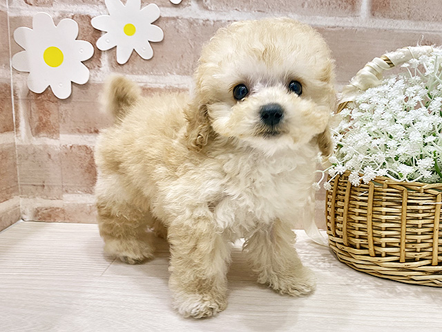 福岡県のトイプードル(ティーカップ) (ペッツファースト筑紫野店/2026年1月28日生まれ/男の子/アプリコット)の子犬の1枚目の画像