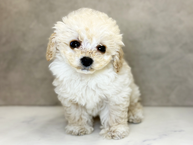 埼玉県のトイプードル(ティーカップ) (ペッツファーストPETEMOレイクタウンmori店/2026年1月28日生まれ/女の子/シャンパン)の子犬