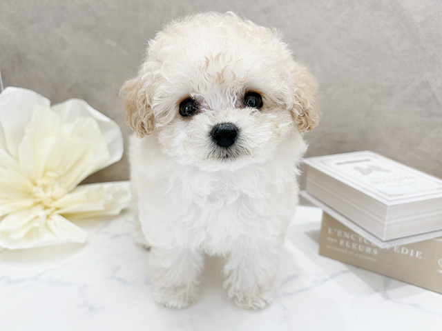 東京都のトイプードル(ティーカップ) (ペッツファースト代官山店/2026年1月28日生まれ/女の子/シャンパン)の子犬の1枚目の画像