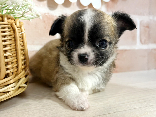 静岡県のチワワ(ロング) (ペッツファースト富士南店/2026年1月29日生まれ/女の子/レッドホワイト)の子犬の1枚目の画像