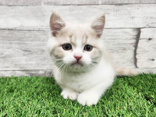 埼玉県のブリティッシュショートヘアー (ペッツファースト久喜菖蒲店/2026年1月14日生まれ/男の子/クリームタビーホワイト)の子猫の1枚目の画像