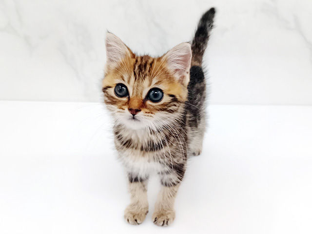 東京都のアメリカンショートヘアー (ペッツファーストビバホーム豊洲店/2026年1月23日生まれ/女の子/ブラウンタビー)の子猫の1枚目の画像