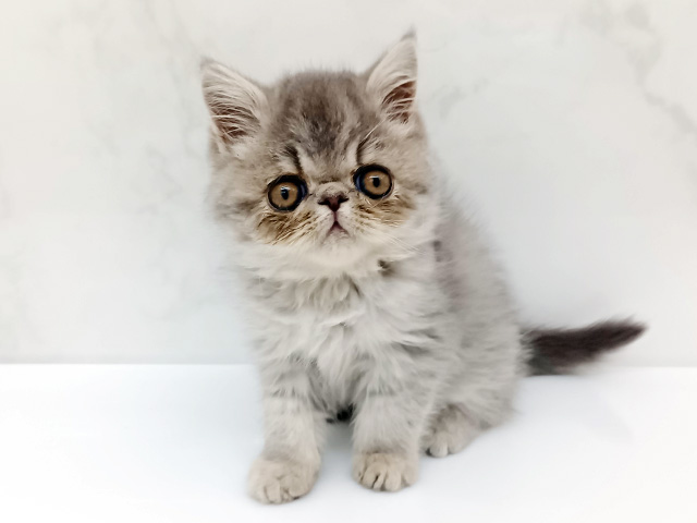 東京都のエキゾチック (ペッツファーストビバホーム豊洲店/2026年1月27日生まれ/男の子/ブルータビー)の子猫の1枚目の画像