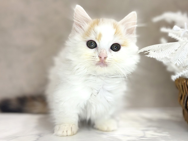 大阪府のマンチカン (ペッツファースト茶屋町店/2026年1月30日生まれ/女の子/キャリコ)の子猫の1枚目の画像