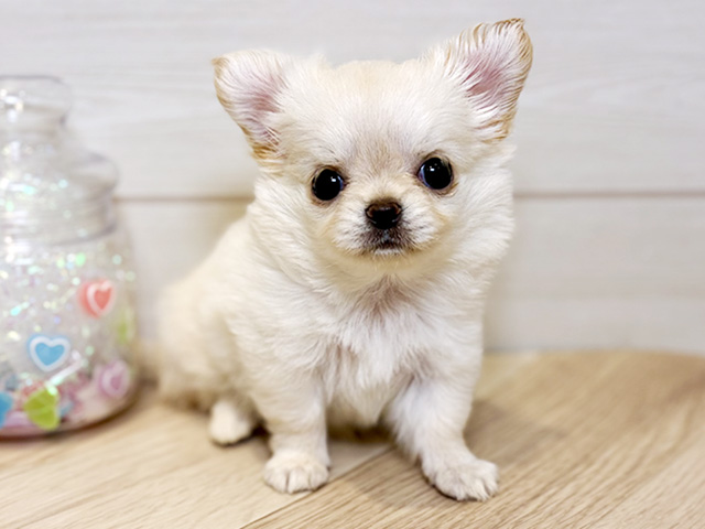 神奈川県のチワワ(ロング) (ペッツファースト川崎店/2026年1月30日生まれ/女の子/クリーム)の子犬の1枚目の画像