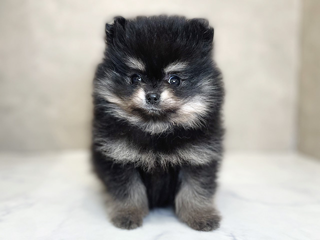 東京都のポメラニアン (ペッツファーストららぽーと立川立飛店/2026年1月30日生まれ/女の子/ブラックタン)の子犬の1枚目の画像