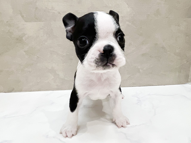 福岡県のボストンテリア (ペッツファースト福津店/2026年1月30日生まれ/男の子/ボストンカラー)の子犬