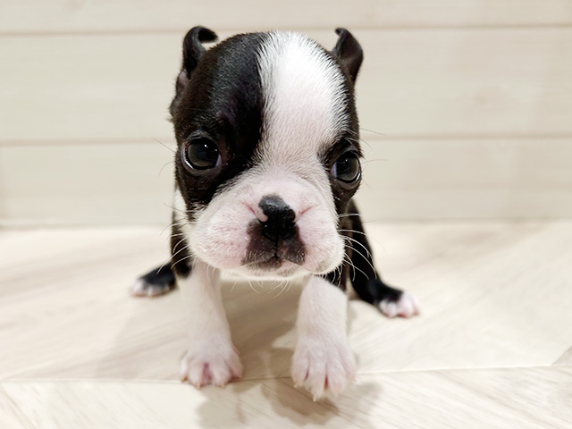 東京都のボストンテリア (ペッツファースト豊洲店/2026年1月30日生まれ/男の子/ボストンカラー)の子犬の1枚目の画像