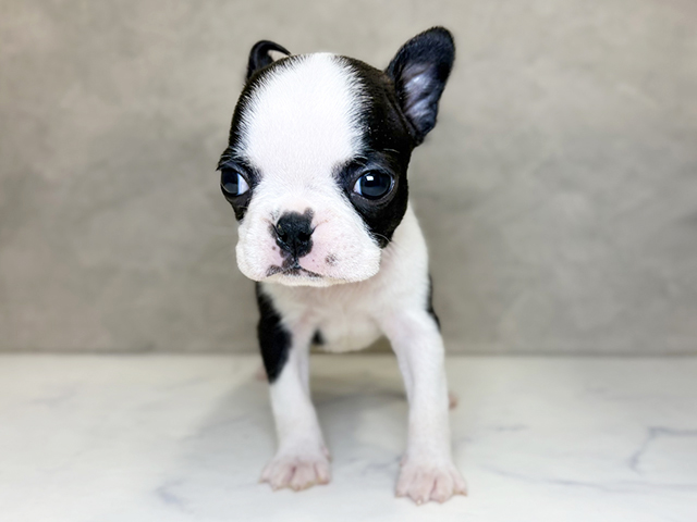 埼玉県のボストンテリア (ペッツファーストPETEMOレイクタウンmori店/2026年1月30日生まれ/女の子/ボストンカラー)の子犬の1枚目の画像