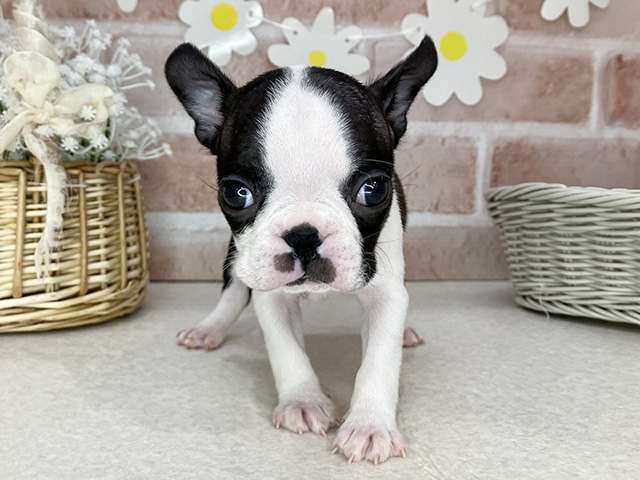 ボストンテリア