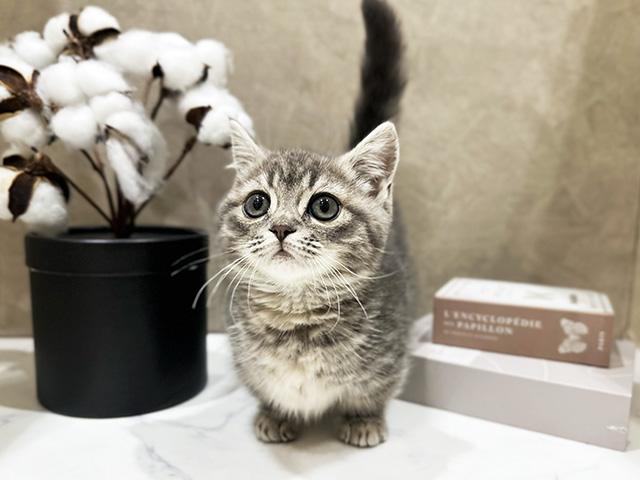 大阪府のマンチカン (ペッツファースト難波店/2026年1月25日生まれ/女の子/ブルータビー)の子猫