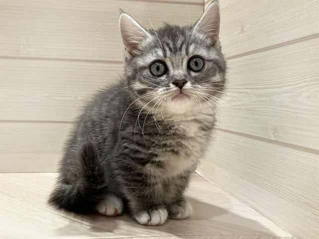 東京都のマンチカン (ペッツファースト豊洲店/2026年1月25日生まれ/女の子/ブルータビーホワイト)の子猫の1枚目の画像