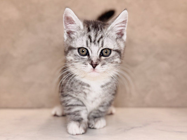 埼玉県のマンチカン (ペッツファーストPETEMOレイクタウンmori店/2026年1月25日生まれ/女の子/ブルータビーホワイト)の子猫の1枚目の画像