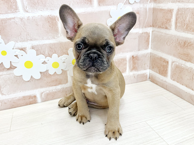 鹿児島県のフレンチブルドッグ (ペッツファースト鹿児島店/2026年1月30日生まれ/男の子/ニューシェードブルーマスク)の子犬の1枚目の画像