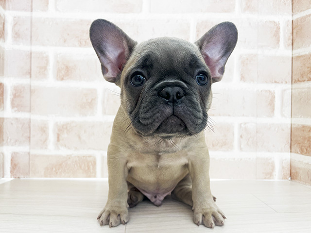 埼玉県のフレンチブルドッグ (ペッツファーストさいたま新都心店/2026年1月30日生まれ/男の子/シャンパンブルーマスク)の子犬の1枚目の画像