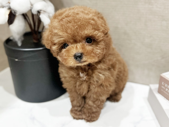 大阪府のトイプードル(ティーカップ) (ペッツファースト難波店/2026年1月29日生まれ/男の子/レッドフォーン)の子犬