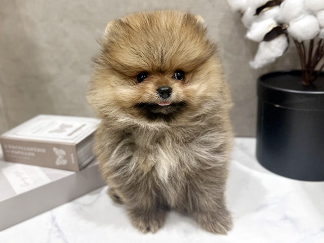 大阪府のポメラニアン (ペッツファースト難波店/2026年1月30日生まれ/男の子/オレンジセーブル)の子犬の1枚目の画像