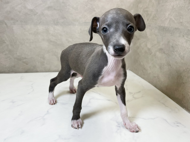 イタリアングレーハウンド