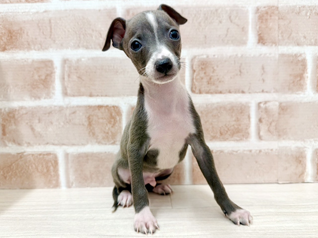 大阪府のイタリアングレーハウンド (ペッツファースト茨木店/2026年1月26日生まれ/男の子/ブルーホワイト)の子犬の1枚目の画像