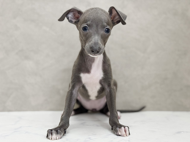 イタリアングレーハウンド