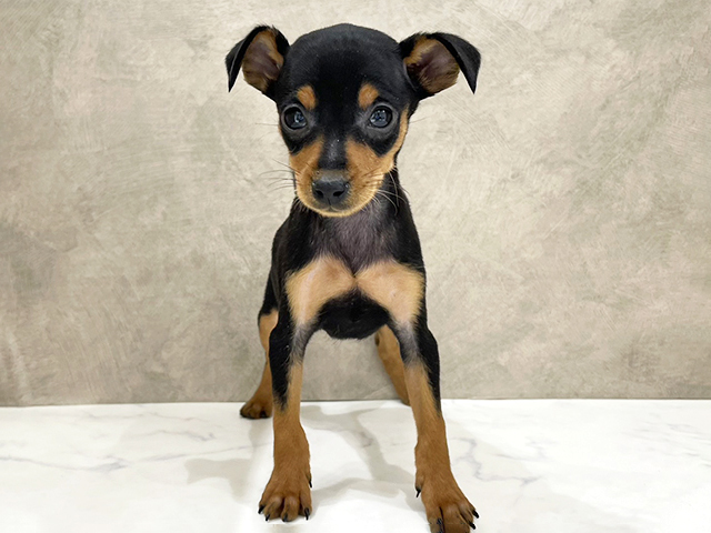 ミニチュアピンシャー, 性別 女の子, 誕生日 2026/01/30, 毛色 ブラックタン, 出身 岐阜県, 店舗 京都四条河原町店(京都府), お問い合わせ番号 2555637