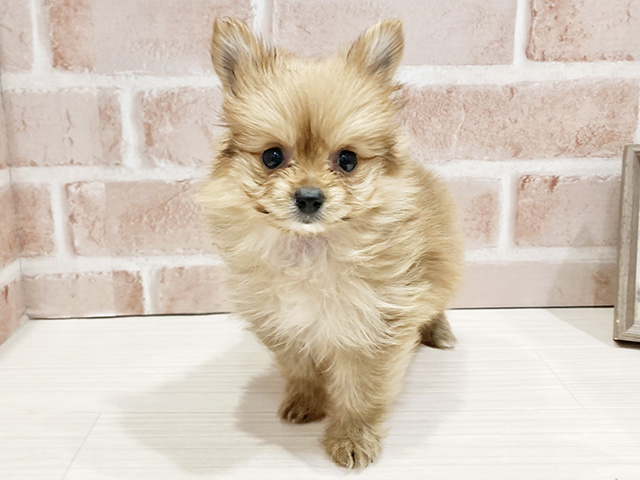 千葉県のポメキー(ポメラニアン×ヨークシャーテリア) (ペッツファースト流山おおたかの森店/2026年1月29日生まれ/女の子/オレンジ)の子犬の1枚目の画像