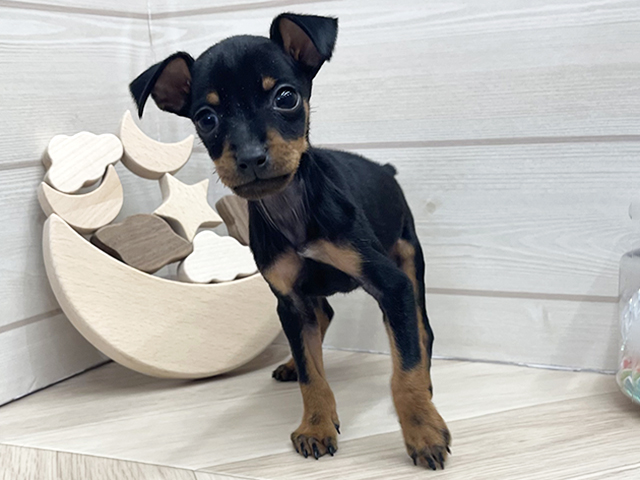 ミニチュアピンシャー, 性別 男の子, 誕生日 2026/01/28, 毛色 ブラックタン, 出身 奈良県, 店舗 大高店(愛知県), お問い合わせ番号 2555645