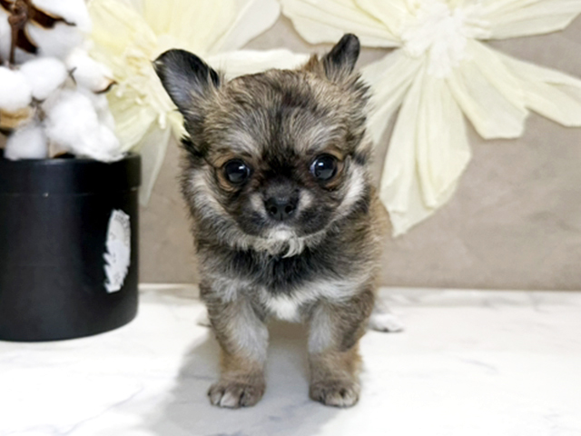 兵庫県のチワワ(ロング) (ペッツファースト神戸三宮センター街店/2026年1月30日生まれ/女の子/フォーンセーブルホワイト)の子犬の1枚目の画像