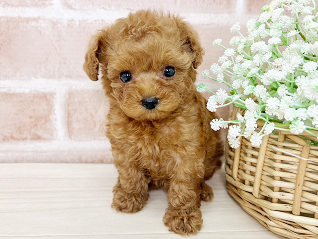 京都府のトイプードル(ティーカップ) (ペッツファースト京都店/2026年1月30日生まれ/女の子/レッド)の子犬の1枚目の画像