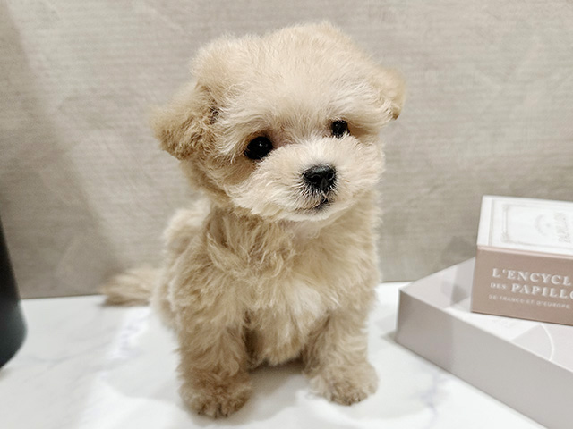 大阪府のマルプー(マルチーズ×プードル) (ペッツファースト難波店/2026年1月30日生まれ/男の子/アプリコット)の子犬の1枚目の画像