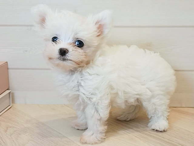 東京都のチワマル/マルチワ(チワワ×マルチーズ) (ペッツファースト麻布十番店/2026年1月30日生まれ/女の子/ホワイト)の子犬の1枚目の画像