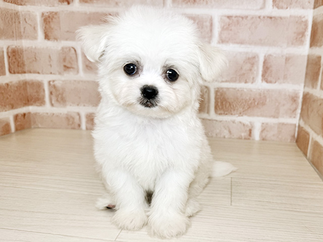 大阪府のハーフ犬・ミックス犬 (ペッツファースト東大阪店/2026年1月20日生まれ/男の子/ホワイト)の子犬の1枚目の画像